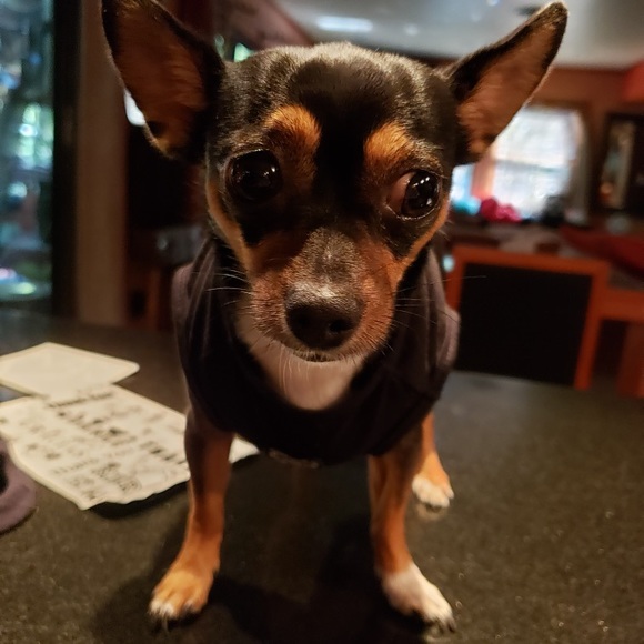 ACTOR dog shirt 🖤🐾 - Picture 9 of 9